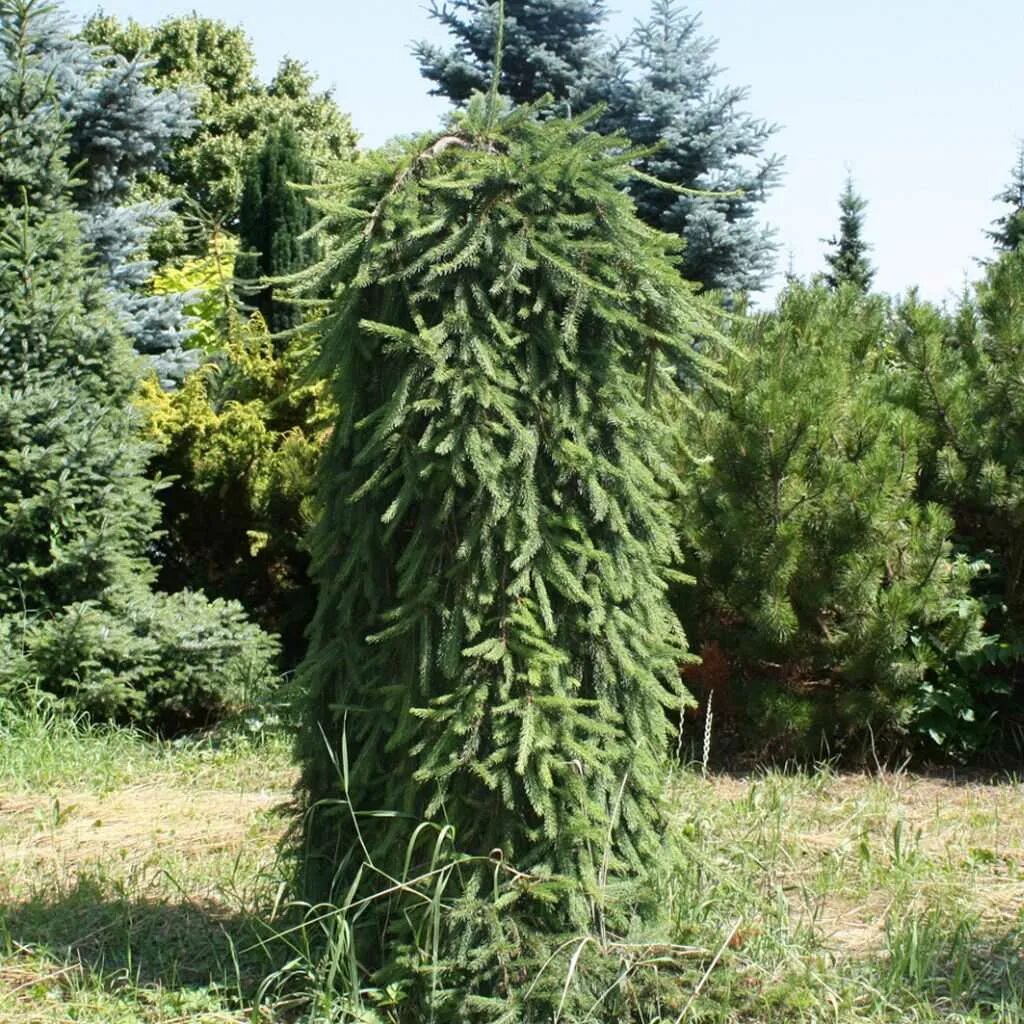 Ель инверса (picea abies inversa). Ель плакучая инверса. Ель обыкновенная инверса пендула. Ель обыкновенная инверса. Ель обыкновенная инверса.