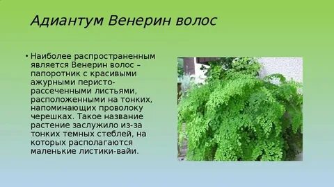 Венерин корень
