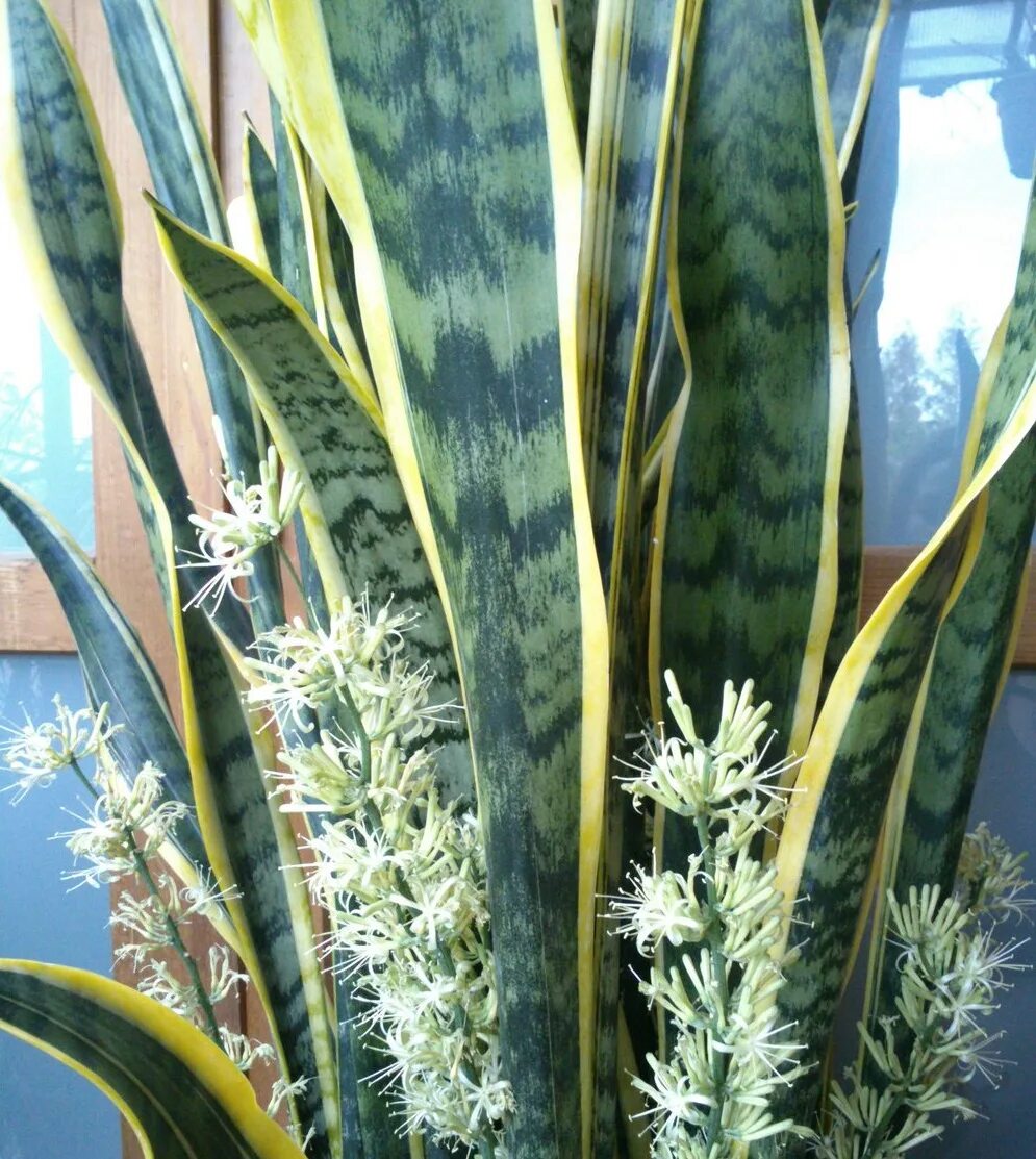 сансевьера лауретти. сансевиерия с желтой каймой. сансевиерия лауренти дварф. сансевиерия рео. день благодарности комнатным растениям.