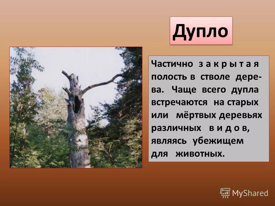 дно ао множеством числе. дупло во множественном числе склонение.