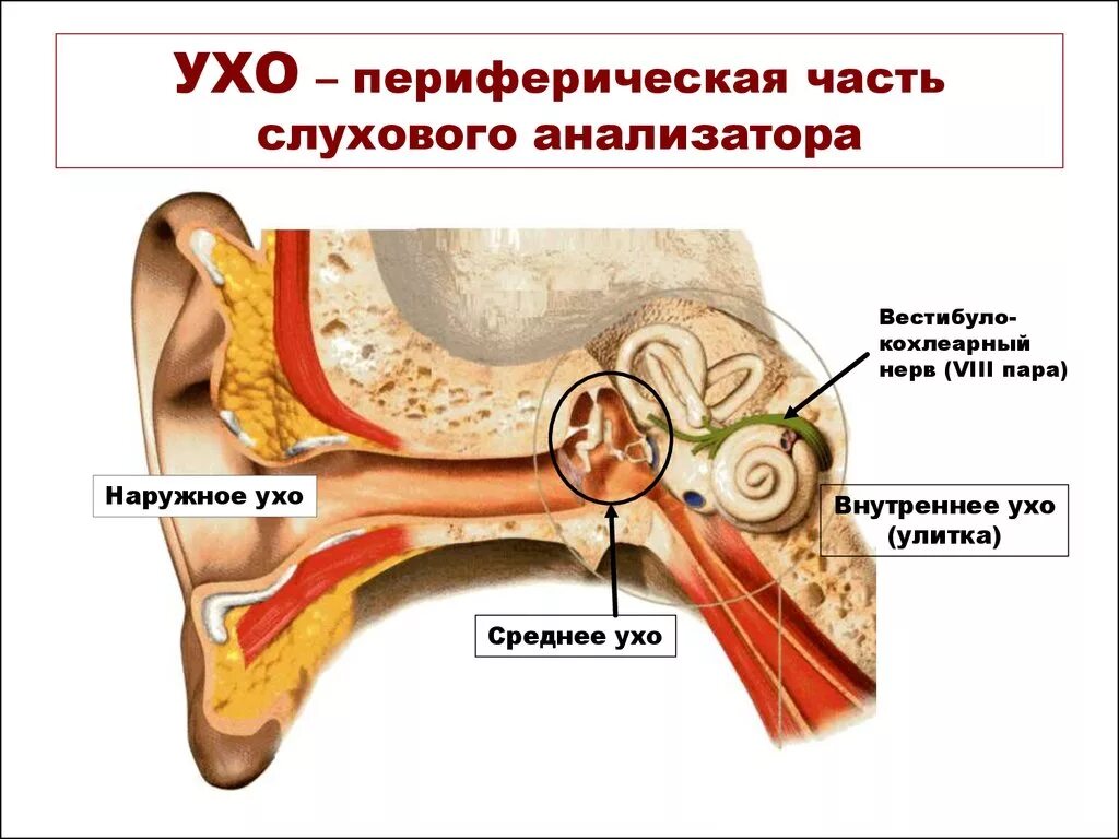 Строение и функции слухового. Строение периферического отдела слухового анализатора. Слуховой анализатор строение уха. Строение слухового анализатора анализатора. Слуховой анализатор внутренний уха анатомия.