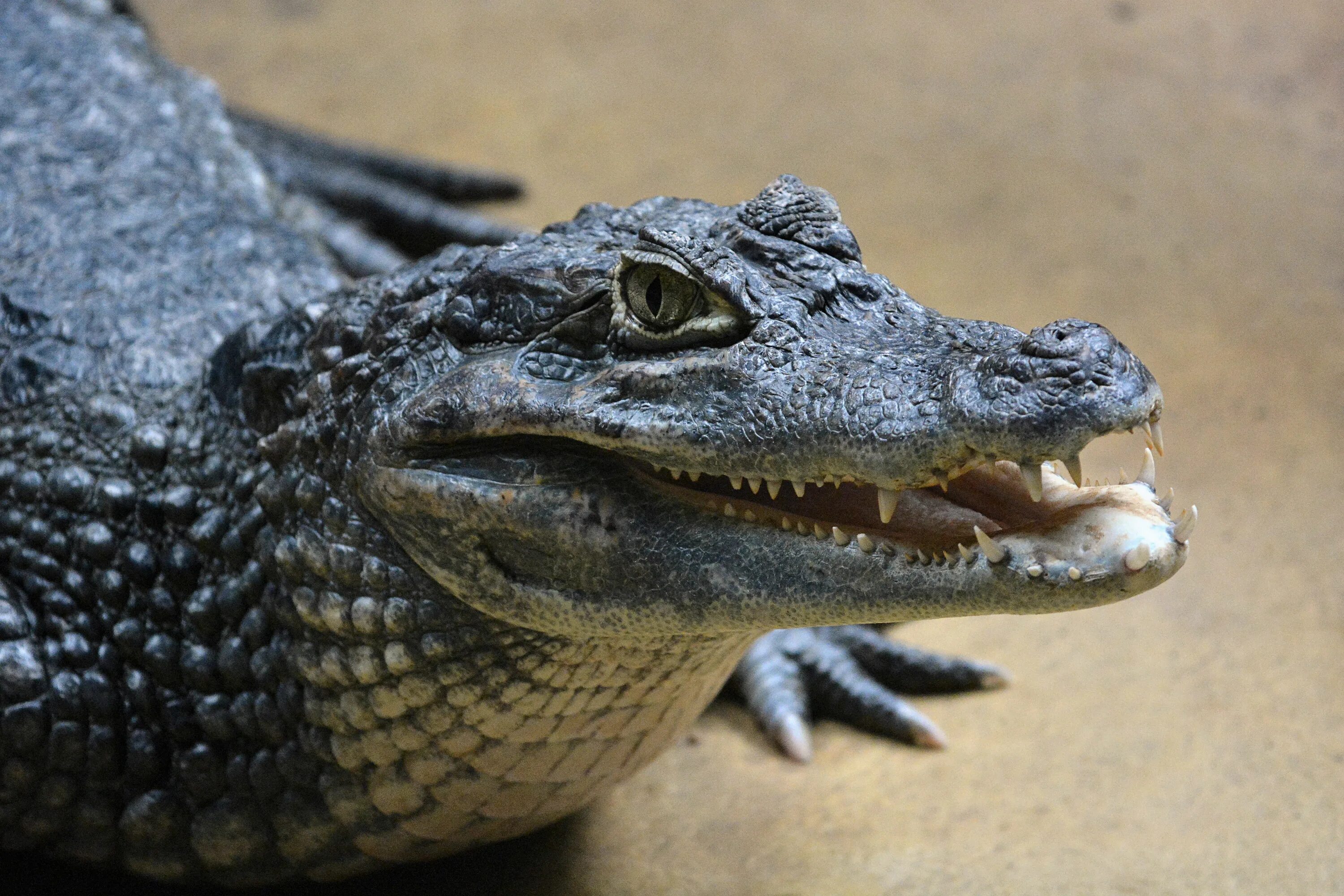 Кайман животное. Caiman crocodilus. Spectacled Caiman. Крокодил Аллигатор Кайман. Крокодиловый Кайман Caiman crocodilus 0/1.