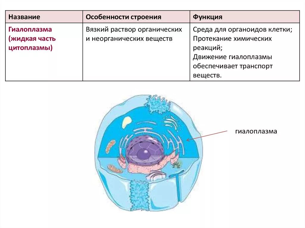 Строение растительной клетки гиалоплазма. Гиалоплазма эукариотической клетки. Функции гиалоплазмы в растительной клетке. Строение цитоплазмы растительной клетки гиалоплазма. Строение клетки функции цитоплазмы