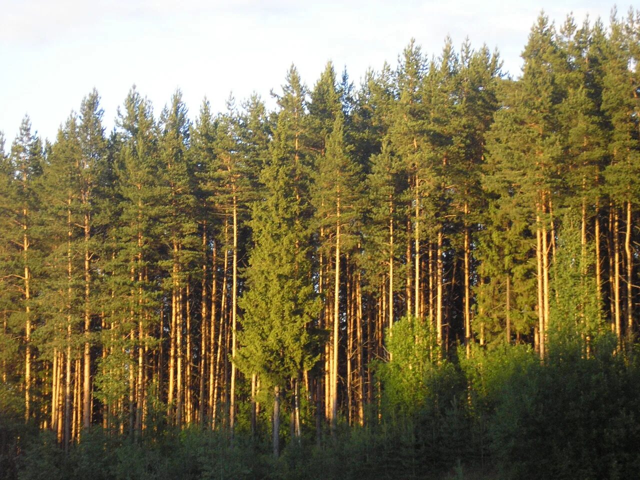 Хвойный лес Костромской области. Лесной фонд Новосибирской области. Лесные ресурсы Новосибирской области. Хвойные леса Новосибирской области.