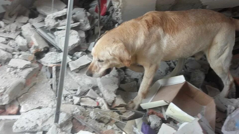 Собаки ищут людей под завалами. Собаки которые спасают людей в завалах. Собака спасатель землетрясение.