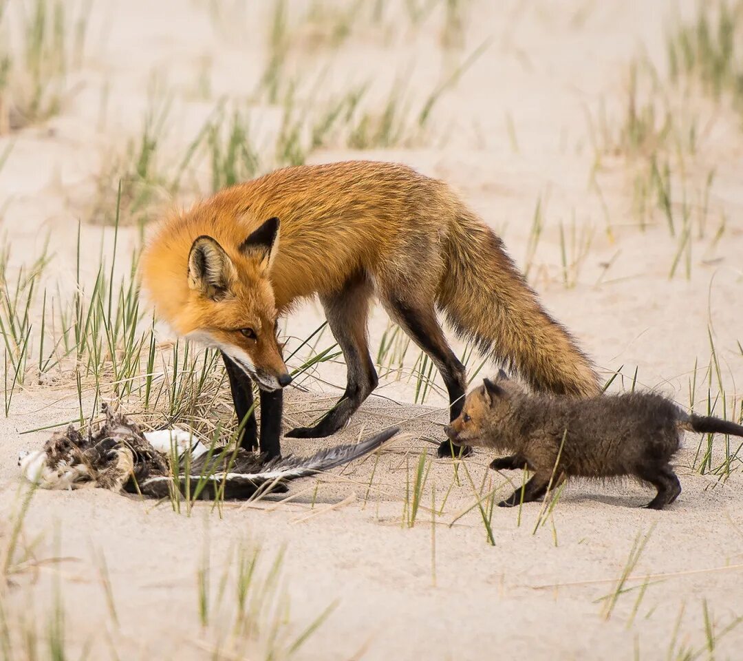 Fox hunting. Лиса с добычей. Лисенок с добычей. Лиса охотится. Лиса на охоте.