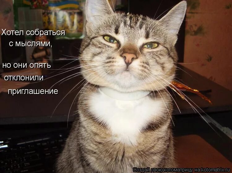 мысли кошек. мысли кошек. мысли кошек смешные. мысли кошки. фото мечтающих котов.