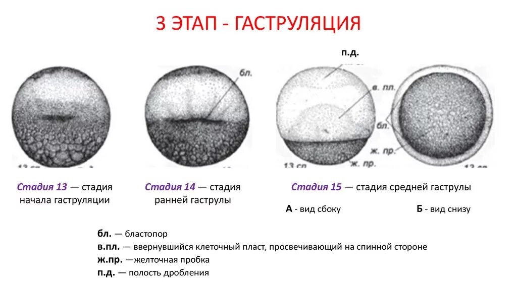 Как выглядит зародыш после окончания дробления