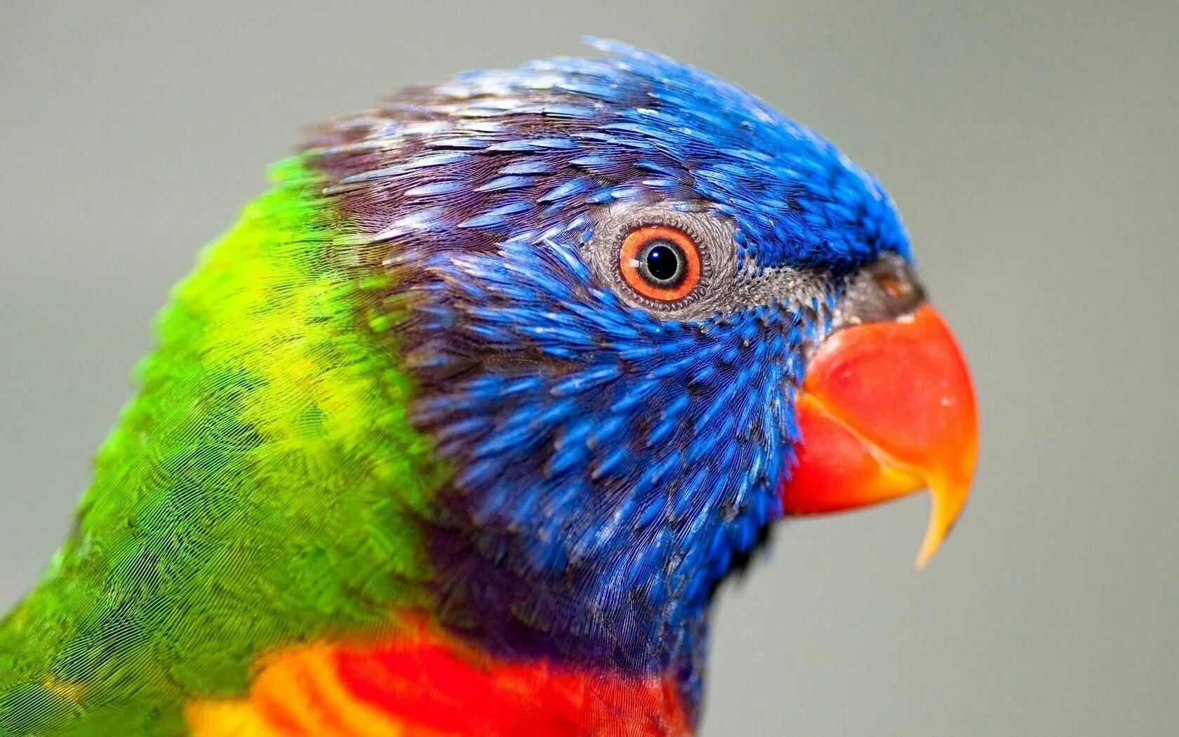 Большой цветной попугай. Многоцветный певчий попугай. Многоцветный лорикет. Радужный лорикет. Волнистый попугайчик Радужный.