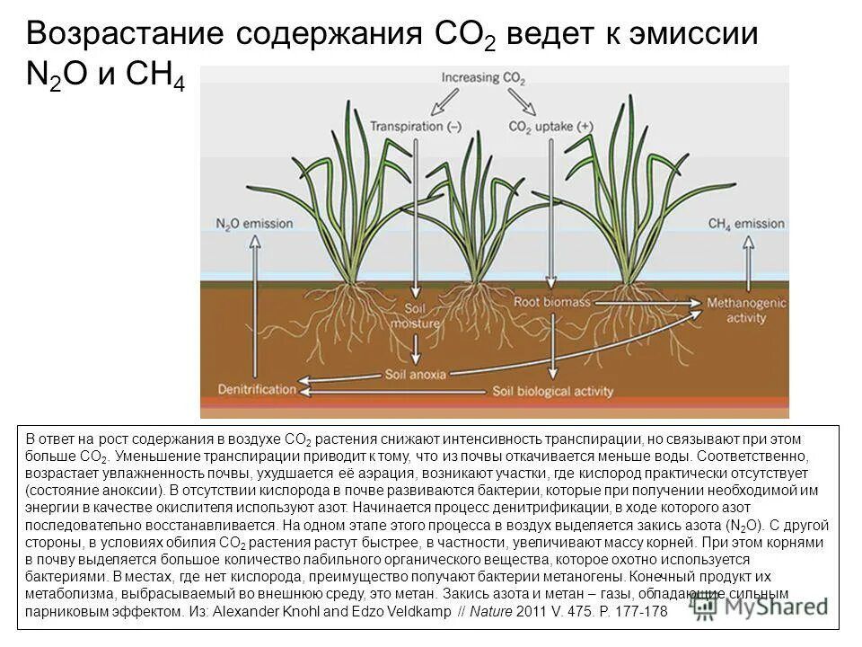 Транспирация почвы