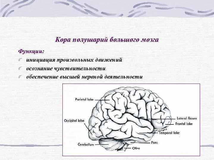 Рефлексы больших полушарий головного мозга. Большие полушария головного мозга рефлексы. Функции коры большого мозга. Рефлексы коры больших полушарий.