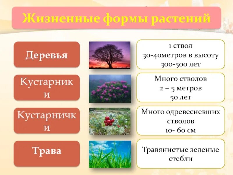 Жизненные формы древесные примеры Древесные и травянистые формы