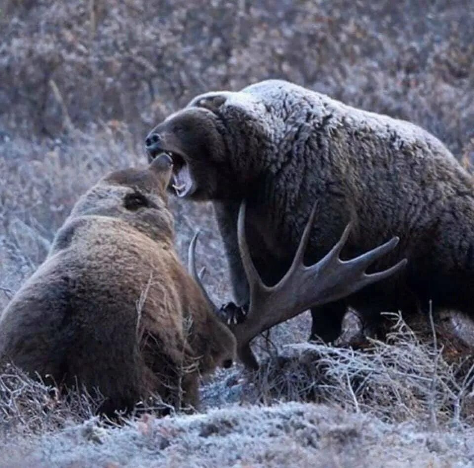 Лось и 2 медведя. Лось и медведь. Бурый медведь охотится на лося. Медведь охотится.