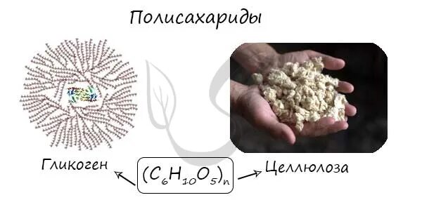 Полисахариды крахмал и Целлюлоза. Крахмал и Целлюлоза природные полимеры. Крахмал и Целлюлоза как биологические полимеры. Полисахаридная цепь целлюлозы. Презентация крахмал и целлюлоза как природные полимеры