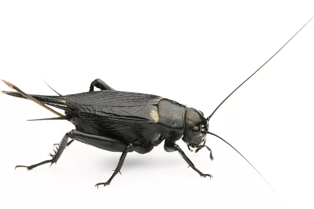 Двупятнистый сверчок. Сверчок черный двупятнистый. Полевой сверчок самка. Gryllus desertus. Двупятнистый сверчок.