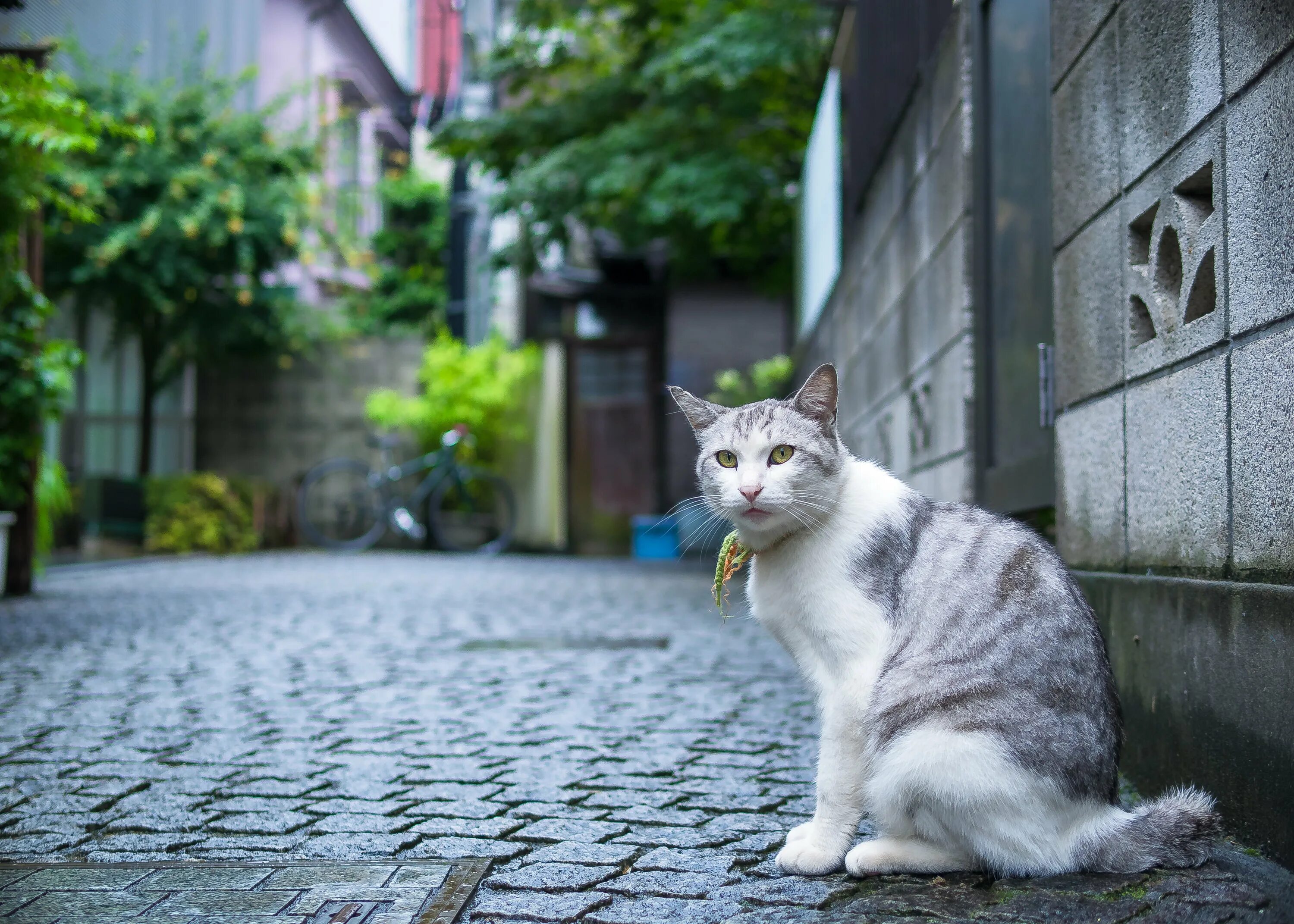 Near cat. Белый кот на бетоне. Обои с кнадзи 猫.