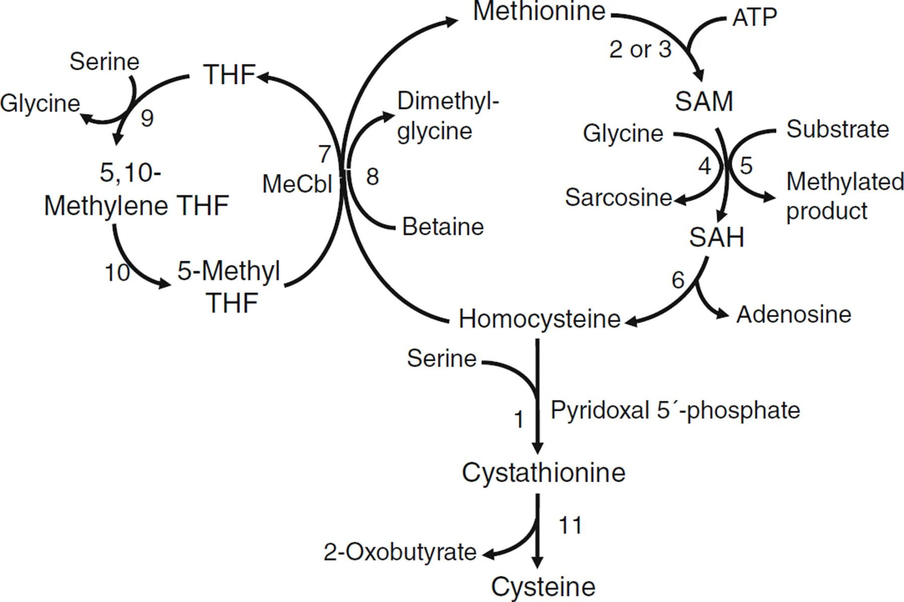 Гомоцистеин биохимия. Methionine metabolism. Гомоцистинурия биохимия. Метионин схема. Цикл Sam.