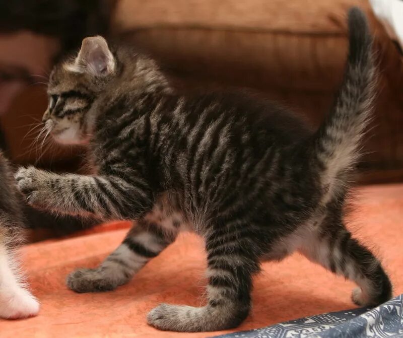 Как выглядит котенок в 2. Месячные котята. 2 месячные котята. как выглядят котята. выглядит котенок.