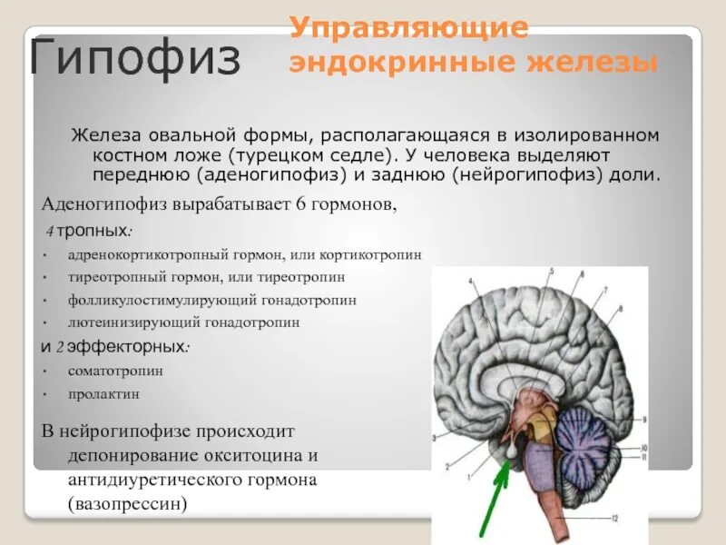 Гипофиз связан. Гипофиз головного мозга. Эндокринная система человека гипофиз. Гипофиз расположение. Гипофиз это железа.