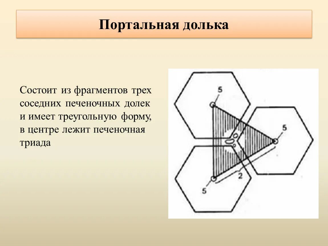 Ацинус печени гистология. Структура ацинуса печени. Портальный ацинус. Ацинус печени строение. Портальная долька и ацинус печени.