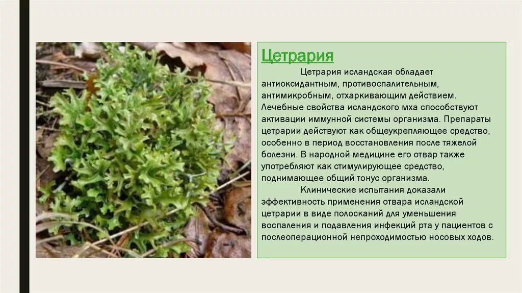 Какой мох полезен. Цетрария слоевища. Кладония ягель. Лишайник исландский мох. Сфагнум болотный покрытосеменной.