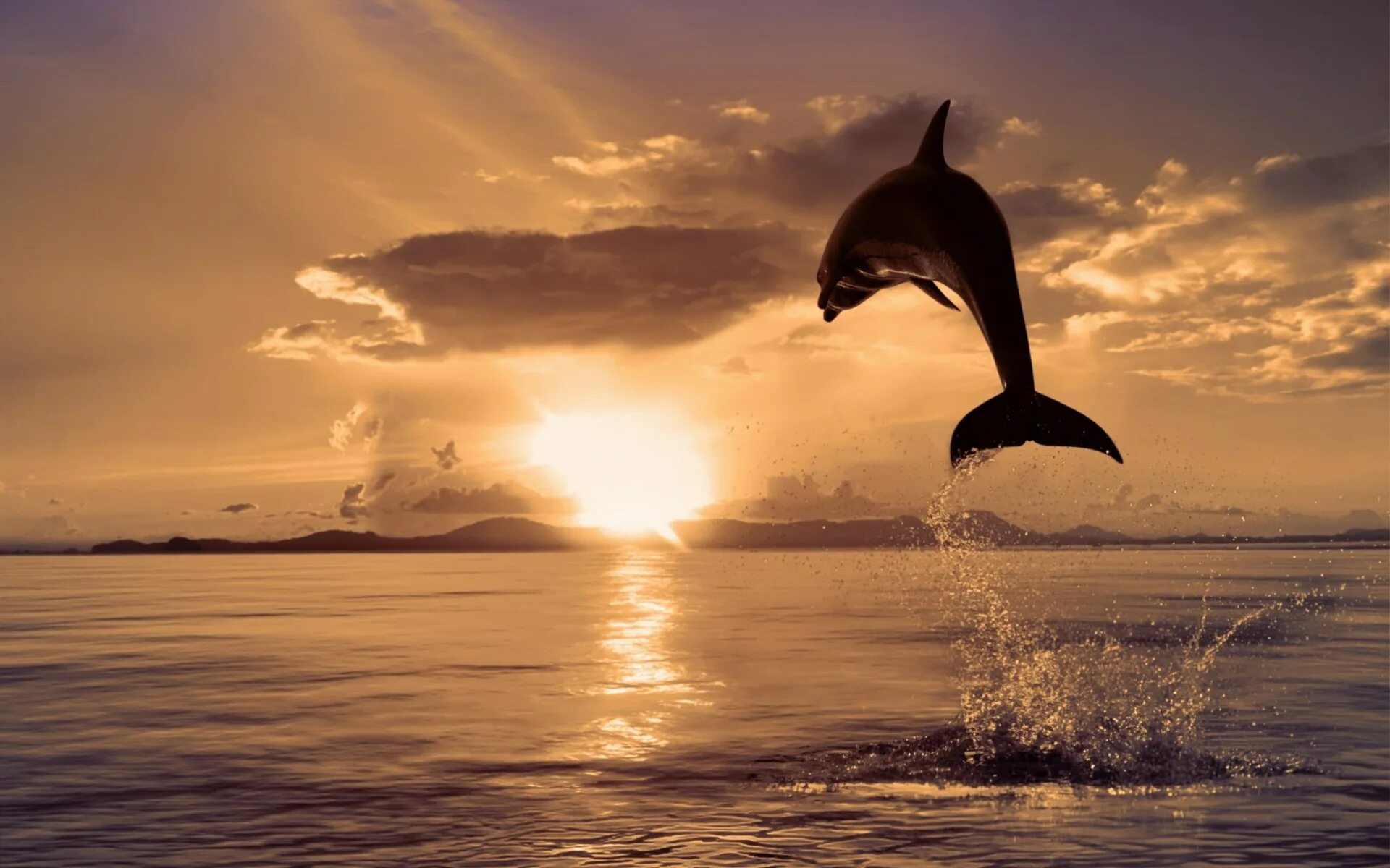Дельфины на закате. Красивые картинки на рабочий стол. Море закат дельфины. Дельфины в море.