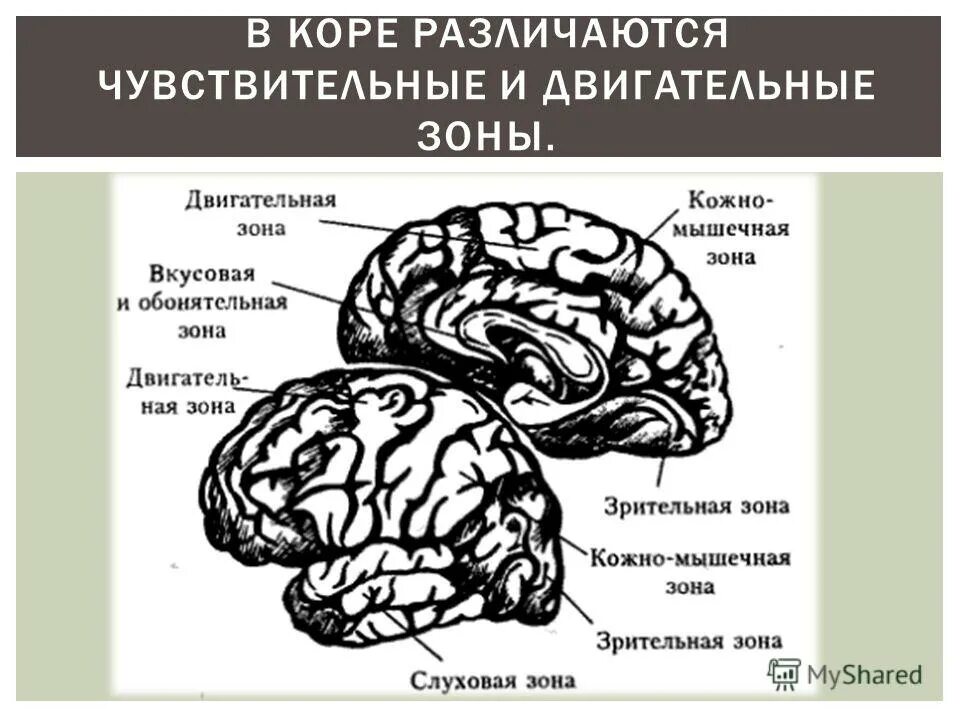Обонятельная и вкусовая зоны коры больших. Кожно-мышечная зона коры головного мозга. Обонятельная зона коры головного мозга. Чувствительные зоны коры большого мозга это.