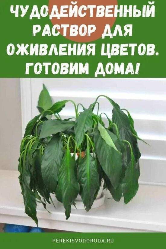 Люди которые любят растения. Завядший спатифиллум. спатифиллум вянет. увядающие комнатные растения. растение завяло.