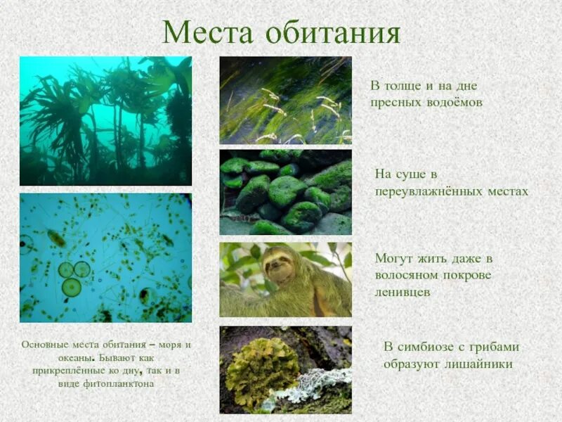 Фукус среда обитания водная. Места обитания водорослей. Местообитание водорослей. Мксто обитание водоросле й. Место обитания водоросле.