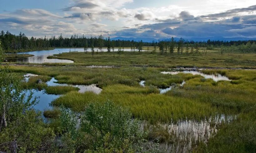 себболото болото. болото ленинградской области. северные болота. озеро вонг карелия. ямало-ненецкий автономный округ болота.