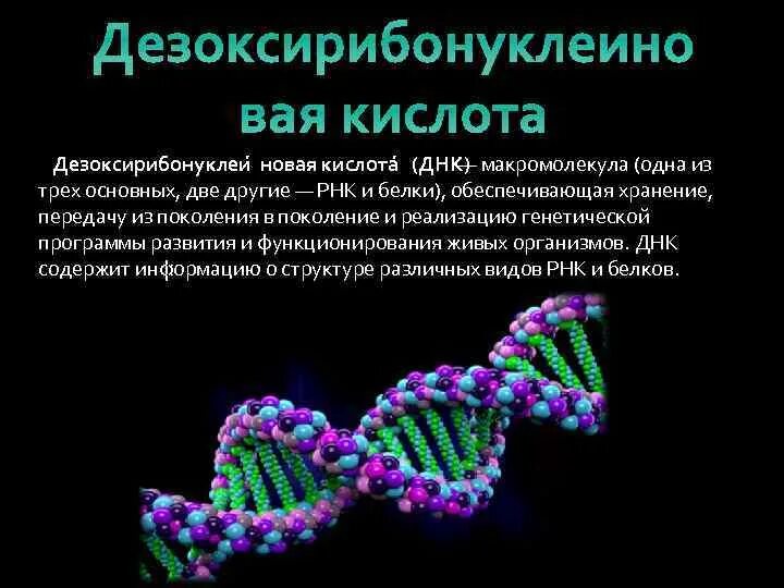 Макромолекула ДНК. Строение макромолекулы ДНК. Макромолекула дезоксирибонуклеиновая кислота. ДНК макромолекула обеспечивающая.