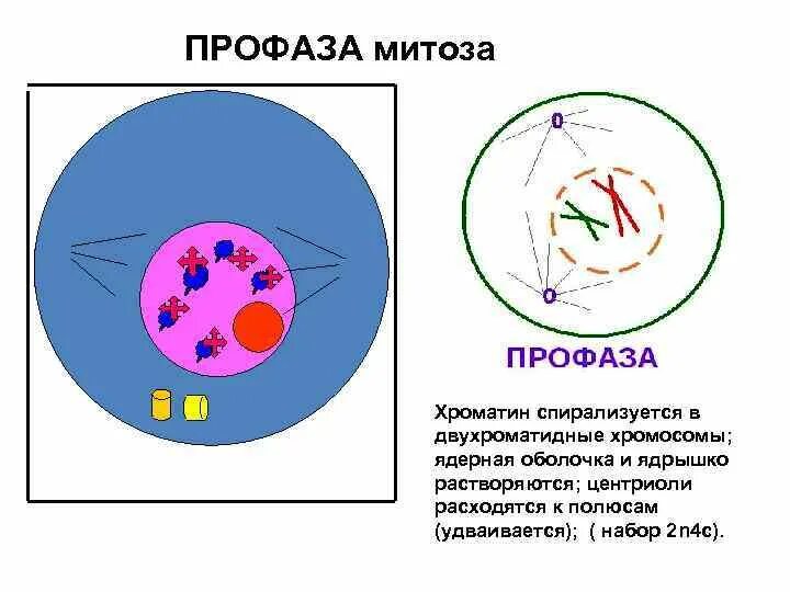 Фазы митоза материнская звезда. Профаза спирализация хромосом. Митоз профаза 2. Митоз профаза 2. Профаза митоза.