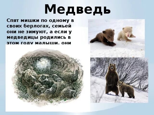 Медвежата родились в берлоге. Медведь зимой в берлоге. Жизнь животных зимой. Спячка медведя зимой. Как зимуют животные презентация.