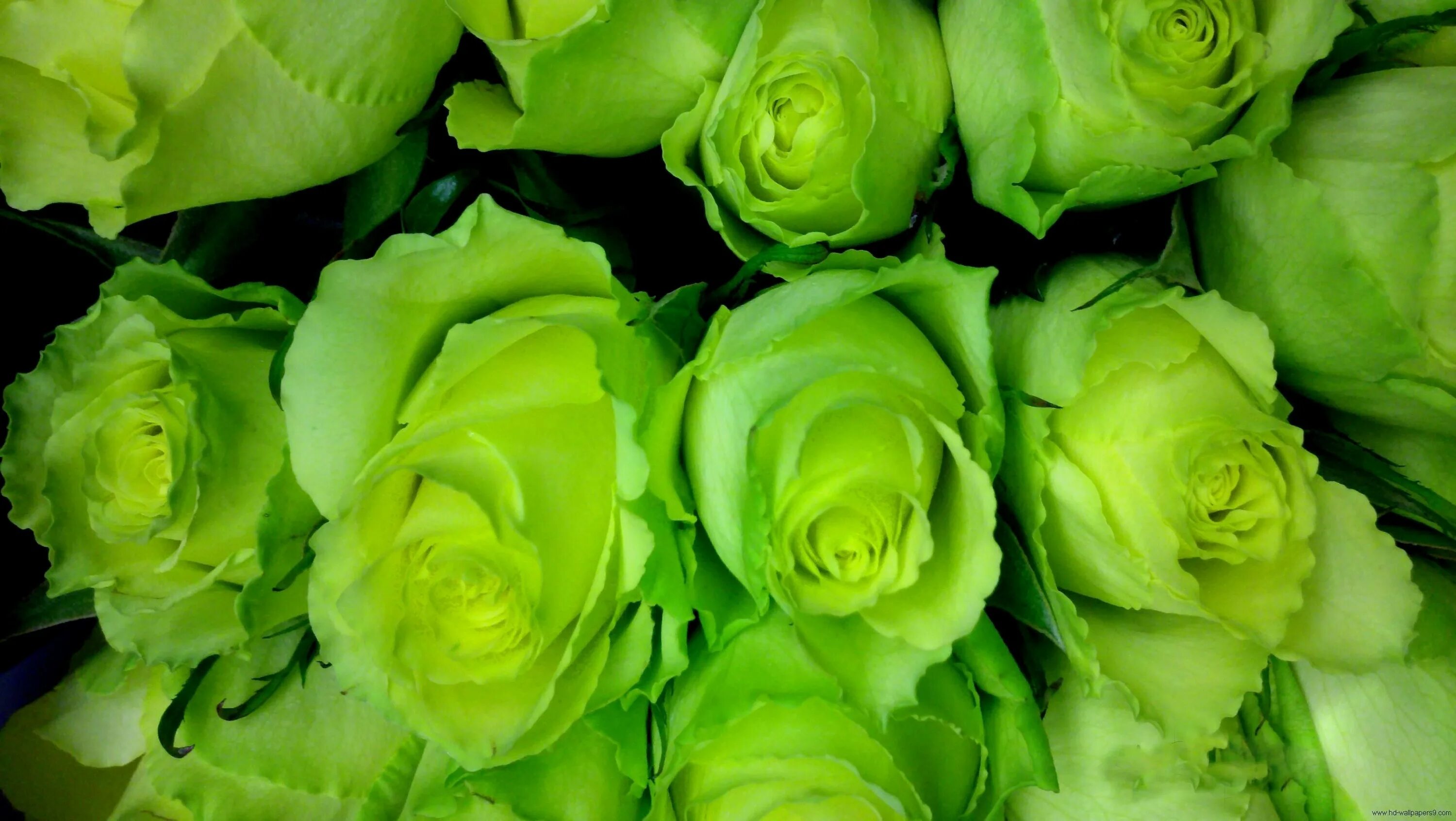 Растение зеленого цвета. Грин Даймонд Green Diamond роза. Роза Грин Джин. Роза кустовая Грин Глоу. Зеленая роза Лимбо.