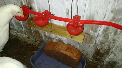 На какой высоте ниппельные поилки для кур