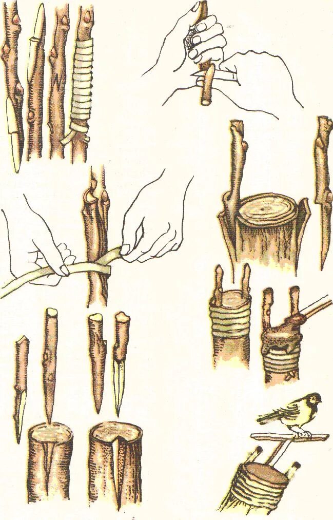 Правильная прививка яблони. Прививка яблони окулировкой. Размножение яблони черенкованием. Привить окулировка черенком. Черенок для прививки яблони весной.