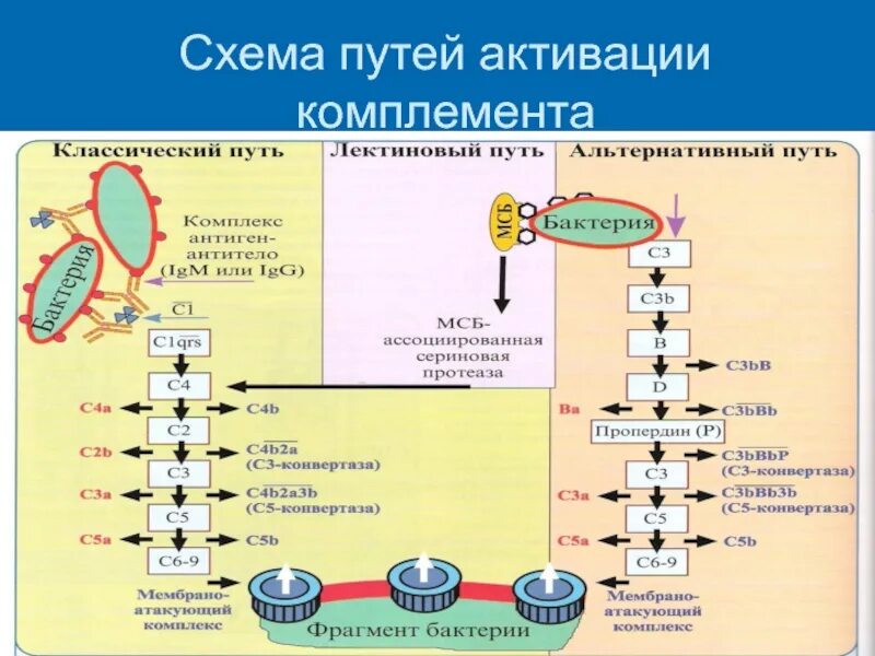 С3 комплемент. Схема классического пути активации комплемента. классический путь активации системы комплемента схема. схема основных путей активации системы комплемента. лектиновый путь активации комплемента.