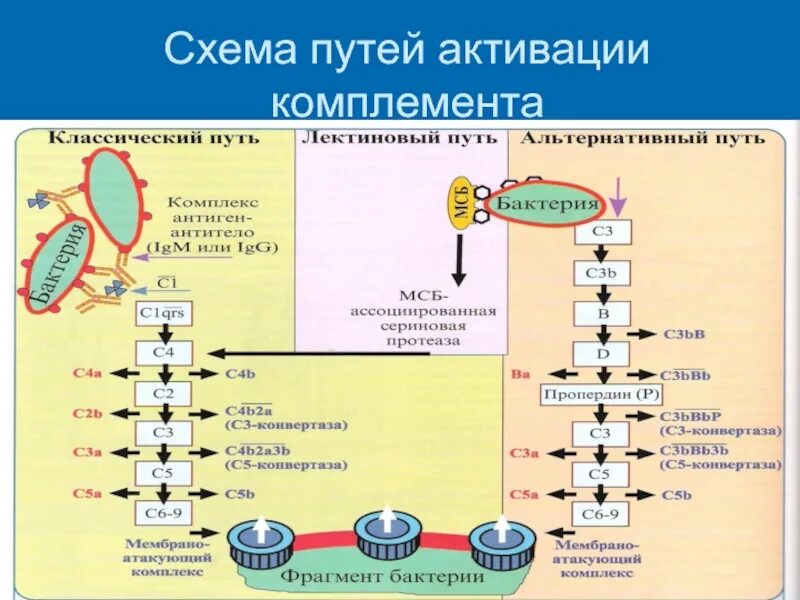 Комплемент иммунитет. Классический путь активации системы комплемента схема. Схема основных путей активации системы комплемента. Активация системы комплемента с3. Классический путь активации комплемента иммунология.