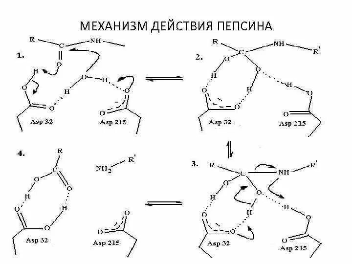 Пепсин действие фермента. Механизм активации пепсиногена биохимия. механизм действия пепсина биохимия. схема преобразования пепсиногена в пепсин. превращение пепсиногена в пепсин происходит под действием кислоты.