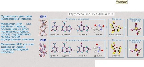 Виды молекул нуклеиновой кислоты днк. Структура молекулы ДНК И РНК. Нуклеиновые кислоты строение молекулы. Строение молекулы ДНК И РНК. Пространственное строение молекулы ДНК.
