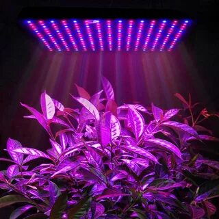 Led plant lights