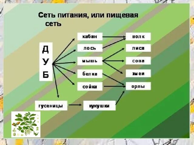 Составь схемы цепей питания волк дуб кабан Составь схемы цепей питания впиши в нужном порядке волк дуб кабан