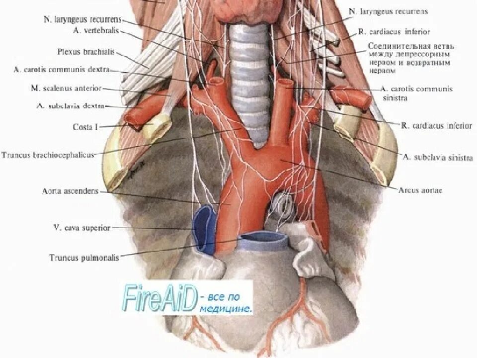 Возвратный нерв щитовидной железы анатомия. Возвратный гортанный нерв топография. Топография блуждающих и возвратных Нерво. Возвратный гортанный нерв топография анатомия.