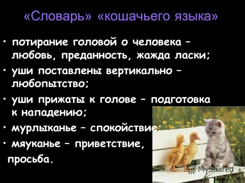 Понимание кошачьего языка. Кошачий словарь. Кошачий язык словарь. Словарь котов. Как переводится кошки