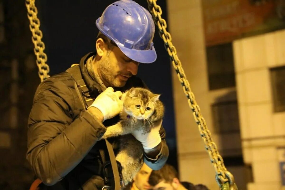 День спасения кошек. Кот спасатель. Люди и животные. Спасение котика. Спасли кота.