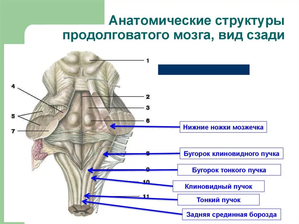 Задняя срединная борозда продолговатого мозга. Продолговатый мозг строение задняя поверхность. Анатомические структуры продолговатого мозга.