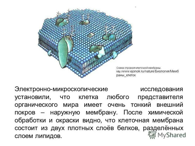 Обязательные структуры любой клетки. Обязательные структуры любой клетки