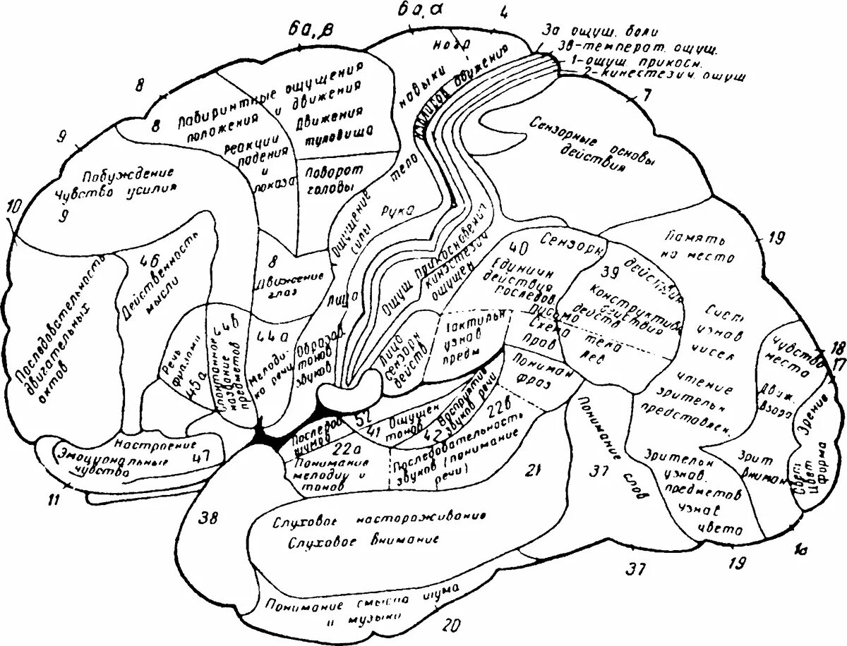 Функциональная карта мозга Лурия. Корковые поля головного мозга Лурия. Функциональная карта коры головного мозга. Локализация высших мозговых функций в коре головного мозга. Локализация психических функций в мозге