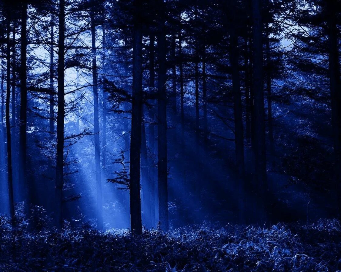 Ночной лес. «Ночь в лесу». Темный лес. Синий лес. Красивые леса ночью