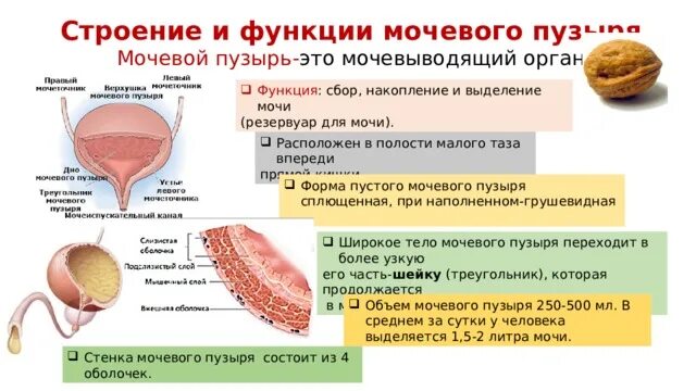 Мочевой пузырь строение и функции. Функции мочевого пузыря. Мочевой пузырь строение расположение функции. Мочевой функции мочевой пузырь.